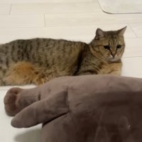 ぬいぐるみの横で横になる猫
