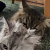 猫から逃げる子猫