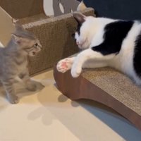 白黒猫を威嚇する子猫