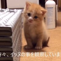 犬を観察する子猫