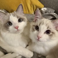 寄り添い合ってカメラを見つめる2匹のラグドール