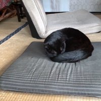 丸まる天くん