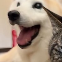 落ち着きなく周りを見回す柴犬