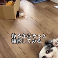 箱に隠れて犬を見る猫