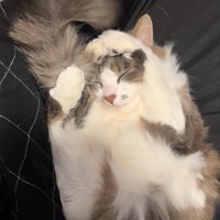 仰向けに丸まって眠る猫