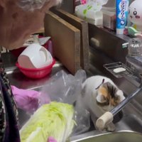 調理中のおばあちゃんと猫