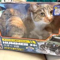 箱に入っている猫