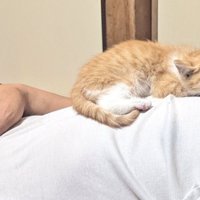 お父さんの胸の上で眠る子猫