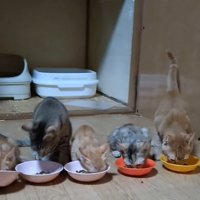 黙々と食べる猫