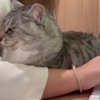 パソコン作業をする女性の腕の間に座る猫