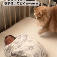 ベビーベッドの上で新生児を見下ろしながら左前足を上げている茶色猫