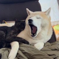あくびをする犬