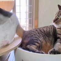しっぽを振り払う猫