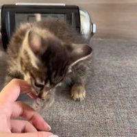 飼い主の指を噛んでいる子猫