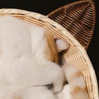 眠っている猫の寝顔