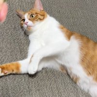 寝転がる猫