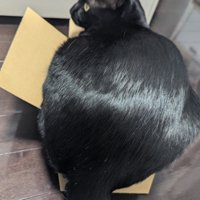 箱からはみ出る猫