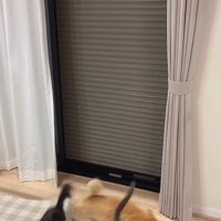 逃げる猫たち