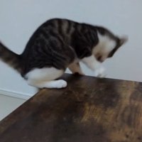 机から落下する直前の猫