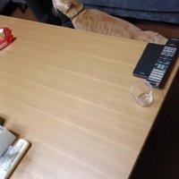 テーブルの奥にいる猫