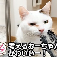 嗅ぐ猫