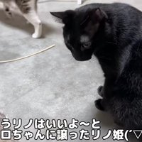 子猫を見つめる黒猫