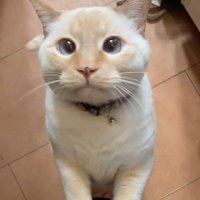 足に手を置く猫