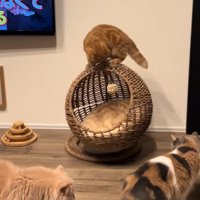 3匹の猫