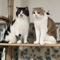 キャットタワーの上から遠くを見つめる2匹の猫