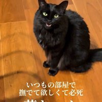 床に座っている猫