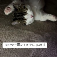 こたつで寝る猫