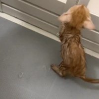 お風呂を嫌がる子猫