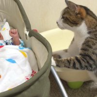 ベビーベッドを覗き込む猫