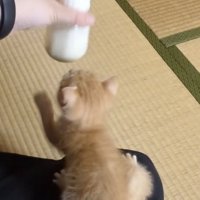 ママが冷ますミルクを追い掛ける赤ちゃん猫
