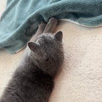 横になってふみふみする猫の後ろ姿