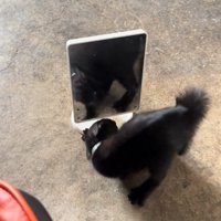 鏡の前にいる猫