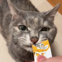 おやつを食べる猫