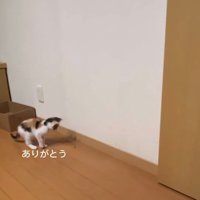 虫を見る子猫