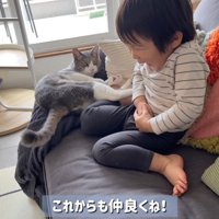 赤ちゃんとソファーでくつろぐ子猫