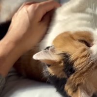 主さんの手がミケに乗っている姿