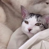 カメラ目線の子猫