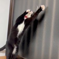 前足を伸ばして捕まえようとする猫