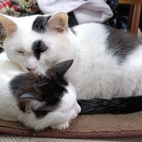 寄り添って眠る猫（上下）