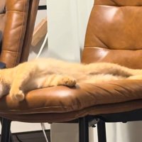 椅子に寝そべる猫