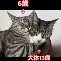 猫用ベッドの中の2匹の猫