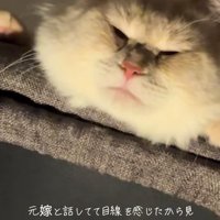 キャットタワーの上から顔を出して目を細めている猫