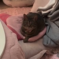 座椅子に伏せる猫