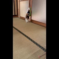 掴まり立ち