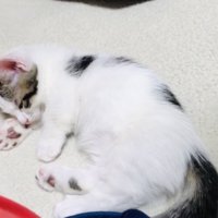 男の子の隣で眠る子猫