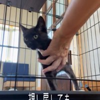 ケージの中へ押し戻そうとする投稿者の手に抗う、黒猫の子猫